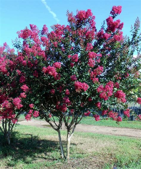 The therapeutic benefits of Pink Magic Lagerstroemia Indica: A natural remedy